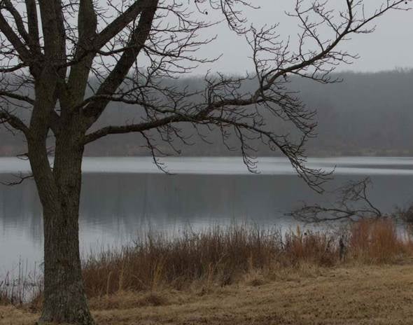 Tree overlooking a lake.