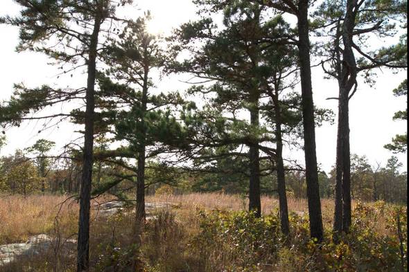 Pine Trees at Peck Ranch