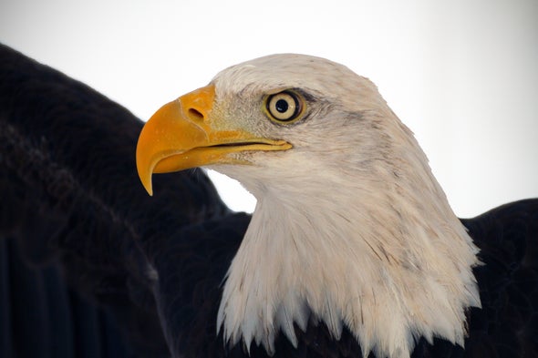 Bald Eagle