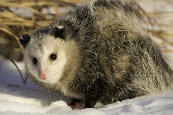 Opossum in the snow. 