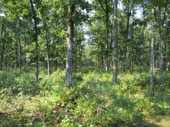 Woods at Gist Ranch