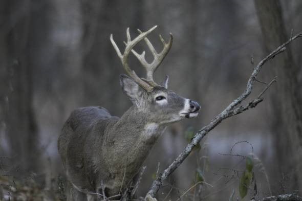 Buck