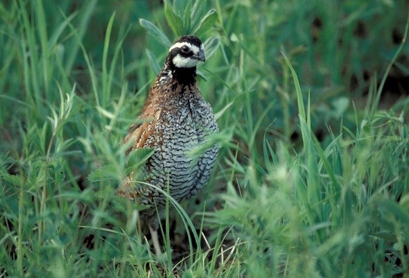 adult quail