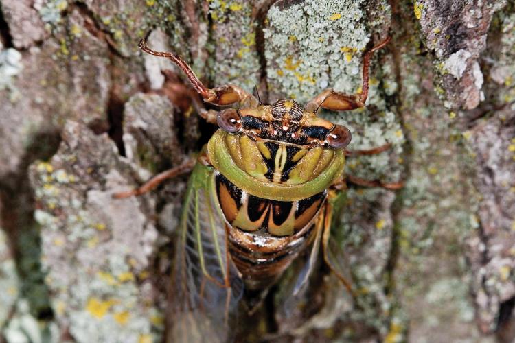 Up close picture of an annual cicada