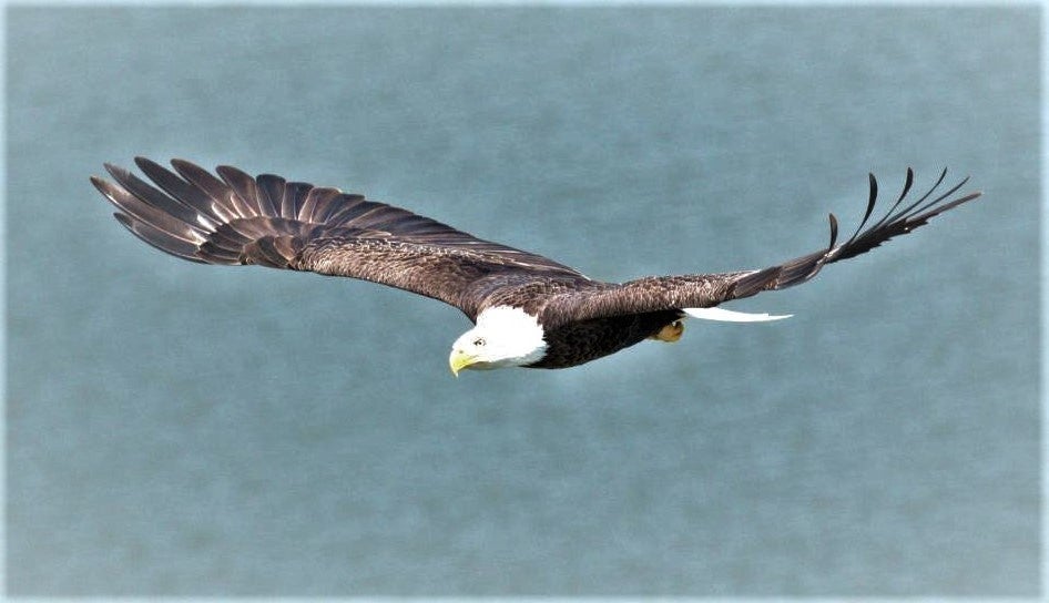 bald eagle flying