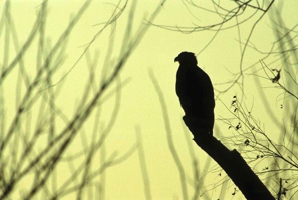 A silhouette of a bald eagle resting on a tree branch