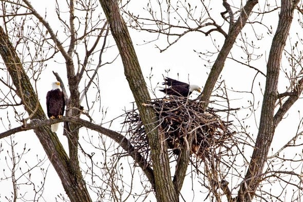 Bald eagles perch near nest.