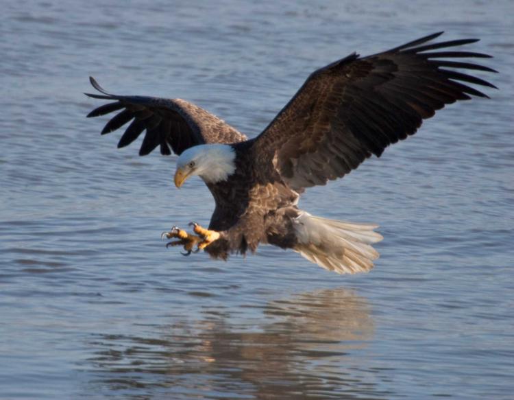 Bald eagle over water.