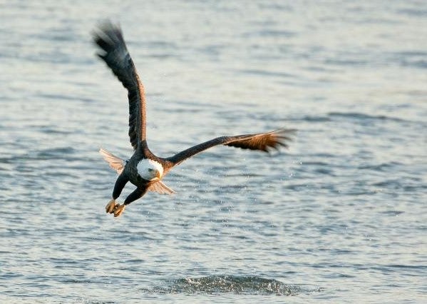 bald eagle flying over water looking for fish.