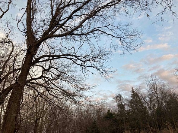 Bare trees in skyline