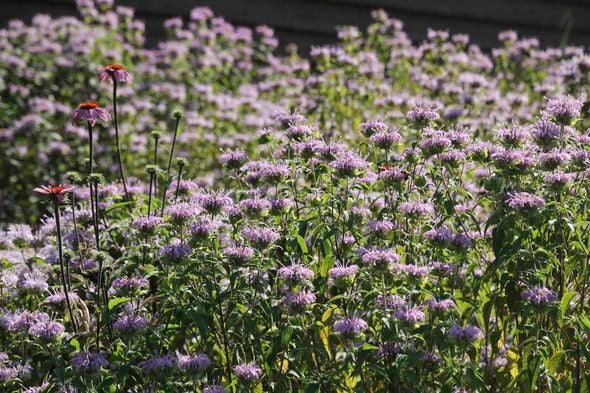 bee balm