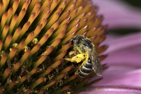 Bee on purple coneflower