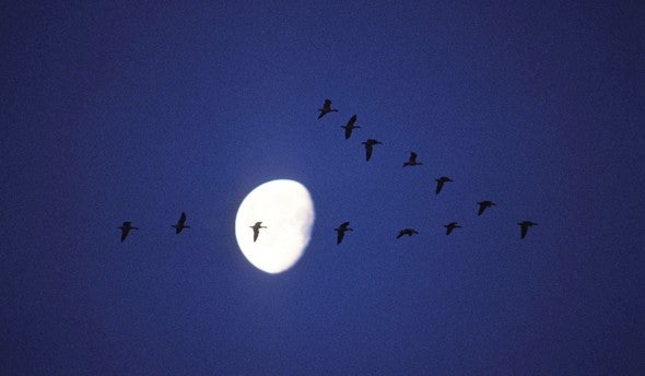 A flock of geese fly in front of the moon.
