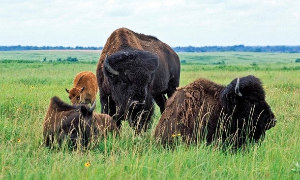 Bison on Dunn Ranch Prairie