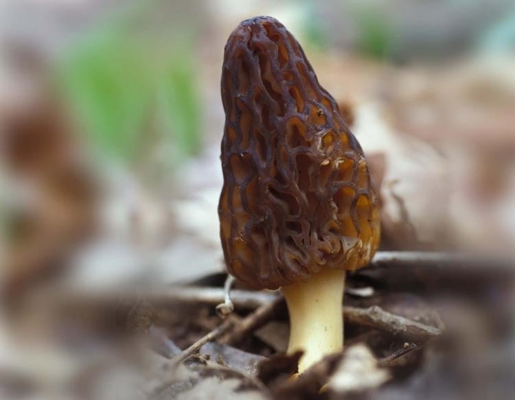 black morel