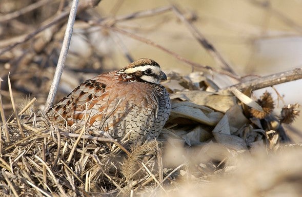 Bobwhite quail close up