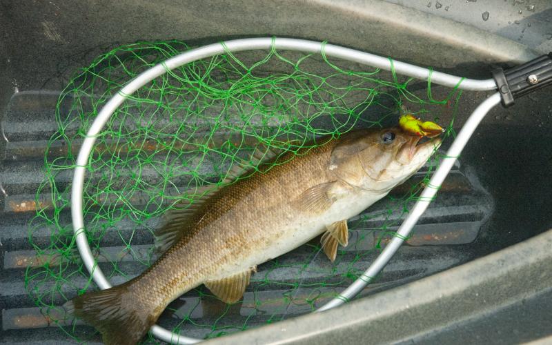 smallmouth bass in net