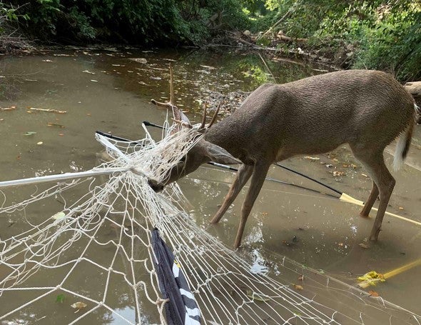buck entangled in soccer net