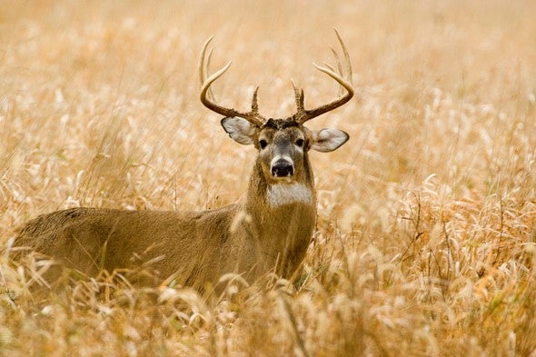 buck in field