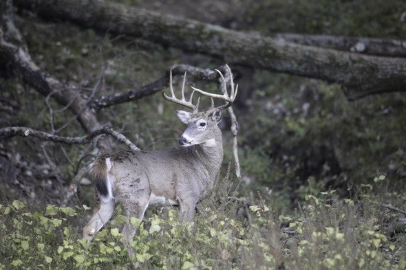 buck in woods