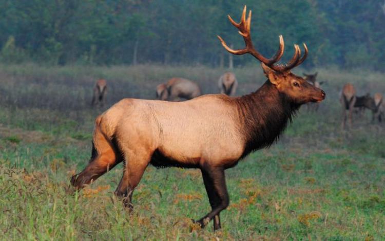 bull_elk