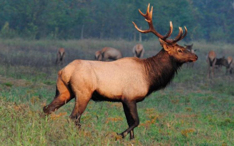 bull elk at Peck Ranch