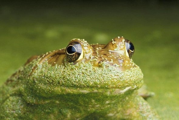 bullfrog