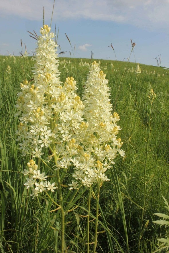 Bunchflower