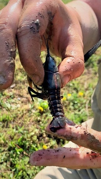 burrowing crayfish