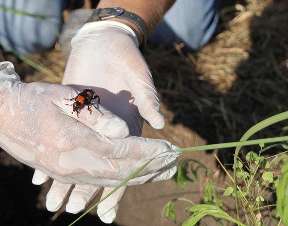 closeup of burying beetle