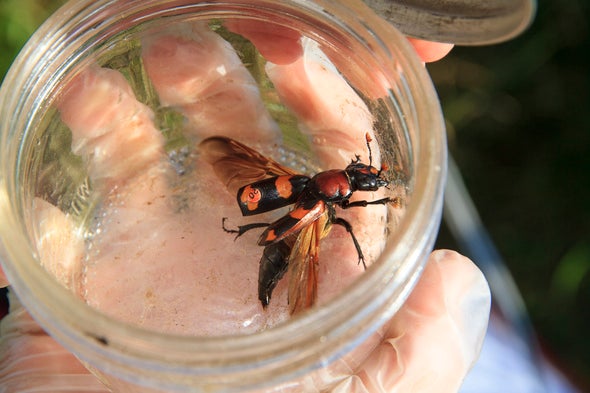 burying beetle in jar