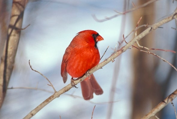 cardinal