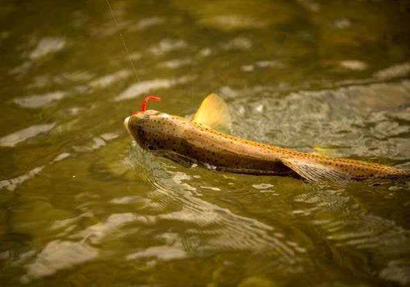 Caught Trout