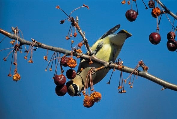 A cedar waxwing bird on a tree branch.