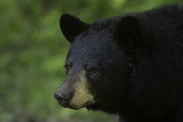 A closeup of a black bear.