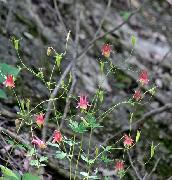 columbine