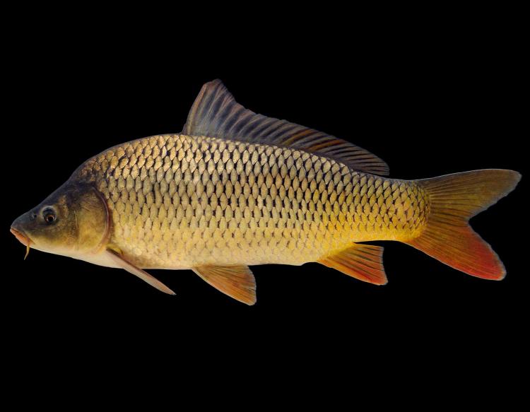 Common carp