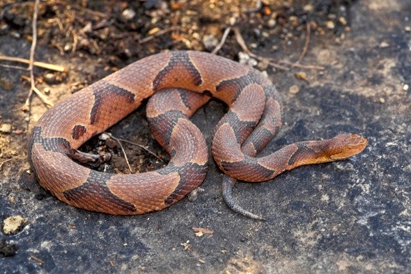 A copperhead snake on the pavement.