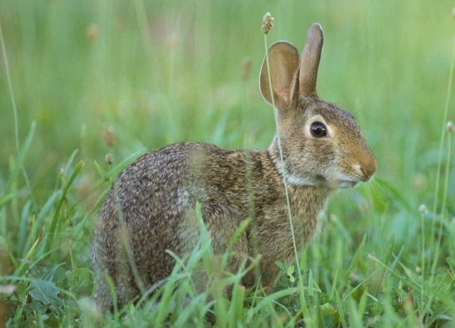 cottontail rabbit