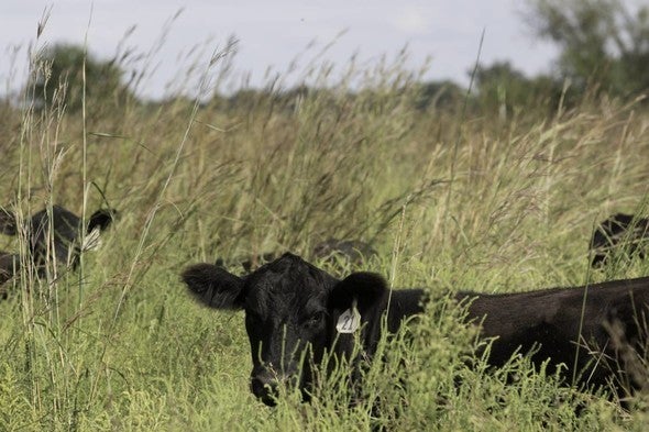 cows grazing in tall grass