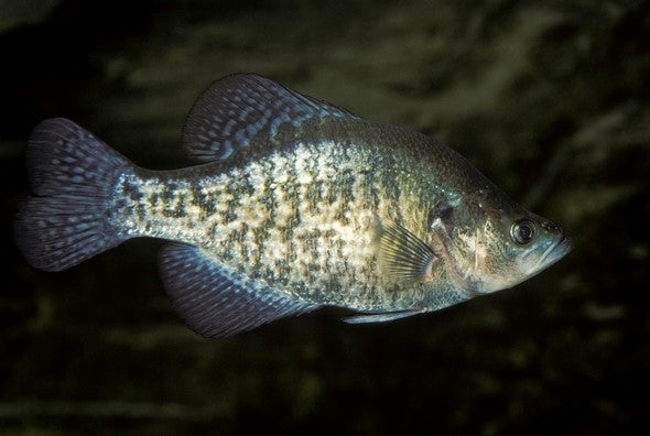 crappie in water