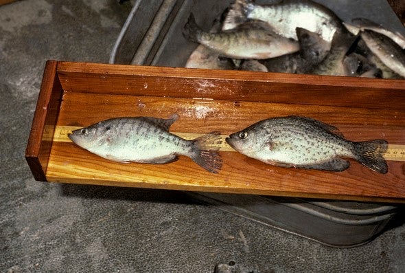 two crappie on measuring board