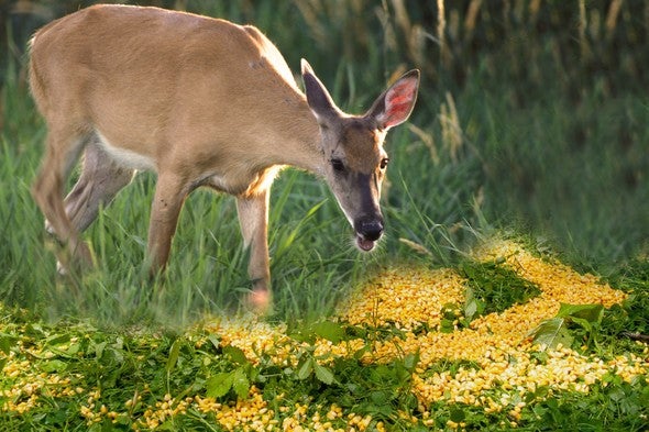 How to Bait Deer With Corn 