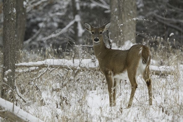 doe in winter woods