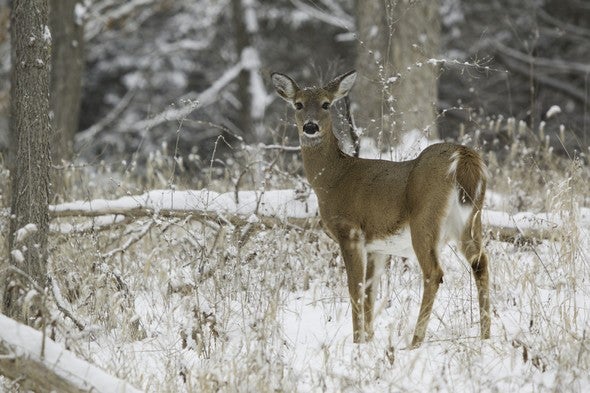 A white tailed deer in winter
