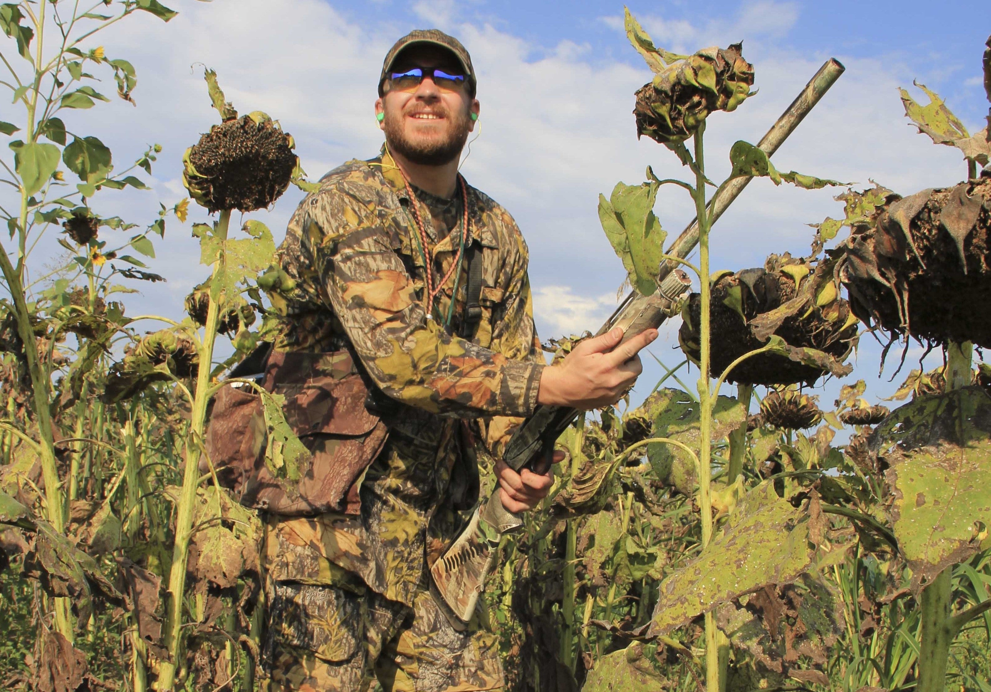 dove hunter in sunflower field