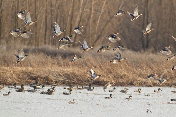 Ducks swimming and flying in a wetland area.