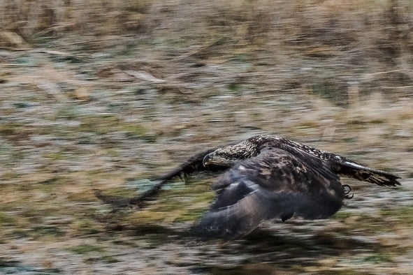 eagle release