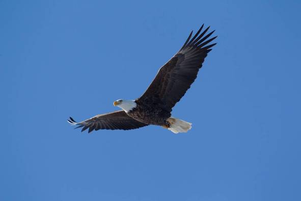 eagle