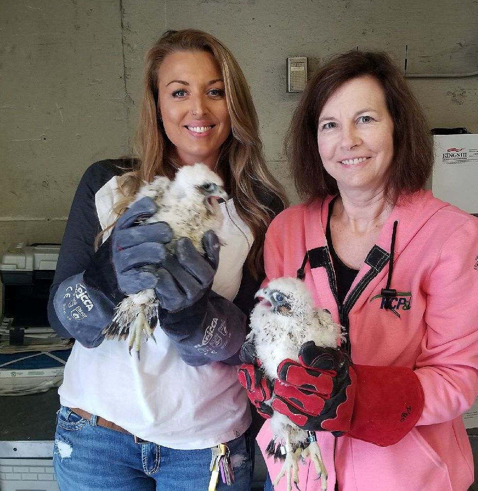 KC power plant workers pose with two peregrine falcon chicks that have been banded.